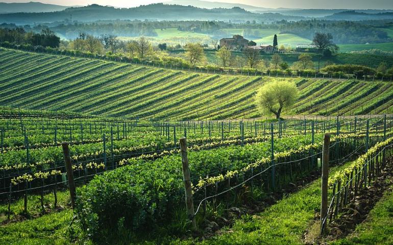 Summer in Italy: welcome to Poggio del Moro Winery